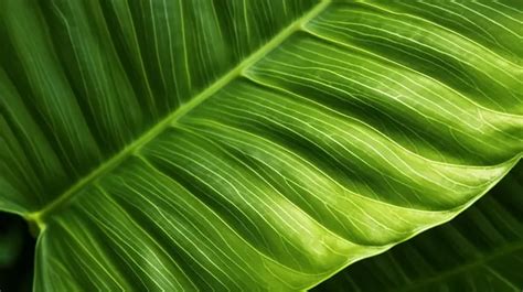 Intricate Details Of The Lush Green Palm Leaf Texture Captured In Close