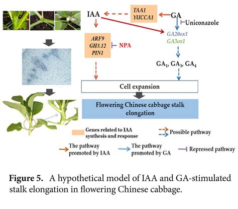 Crosstalk Between Auxin And Gibberellin During