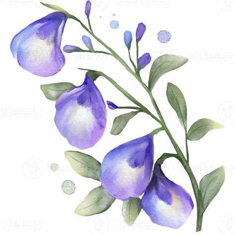 butterfly pea flower benefit 4