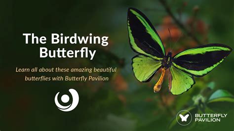 Varsity Tutors StarCourse The Beautiful Birdwing Butterfly With