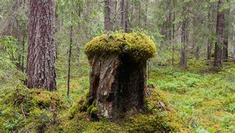 Biologisk mångfald Skogsindustrierna