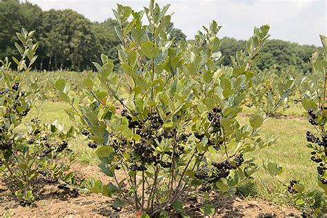 Uconn Researchers Work To Develop Potential Of Native Aronia In The