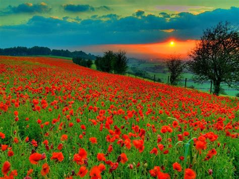 Poppy Field HD desktop wallpaper : Widescreen : High Definition ...