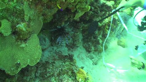 Catching Lionfish The Old Fashioned Way Youtube