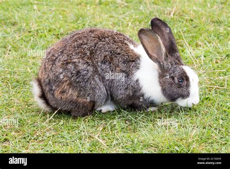 Rabbit Sitting On A Grassland Stock Photo Alamy