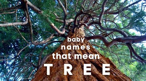 Baby Names That Mean Tree | MomsWhoThink.com