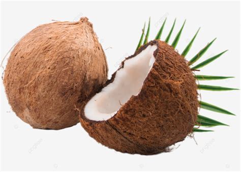 Coconut Realistic Coconut Shell Vector Coconut Plant Realistic Png