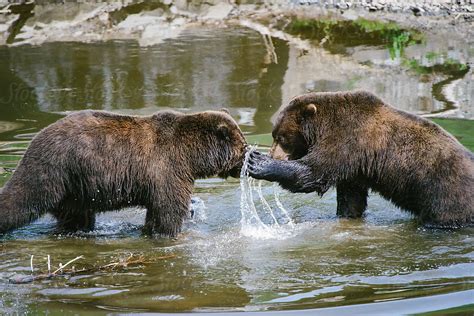 Bear Fight By Stocksy Contributor Casey Mccallister Stocksy