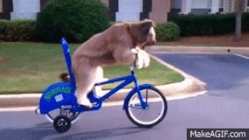 Dog On A Bike GIFs - Get the best GIF on GIPHY