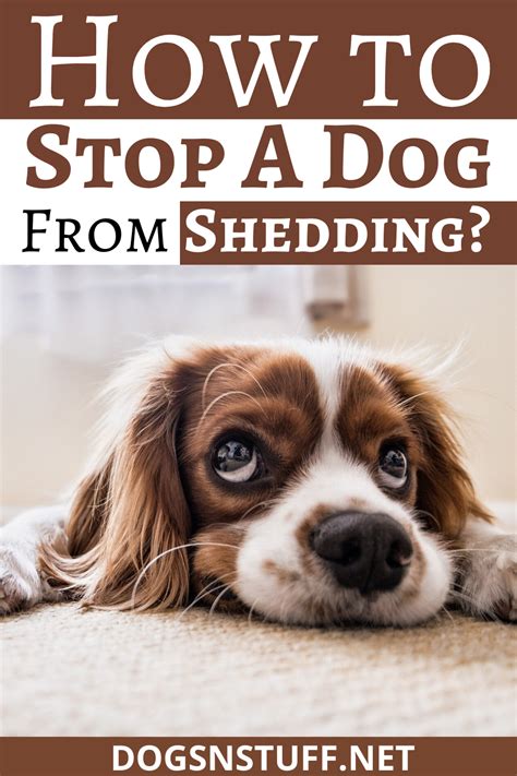 How To Stop A Dog From Shedding Dog Shedding Remedies Dog Shedding