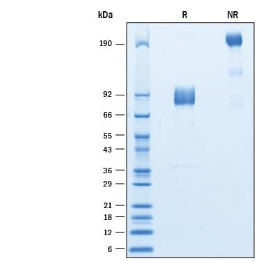 Recombinant Cynomolgus SIRP Gamma CD172g Fc Protein CF 10265 SG