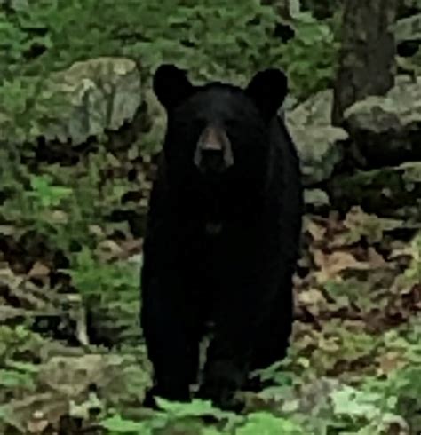Black Bears in Winter - Ridge View Echo