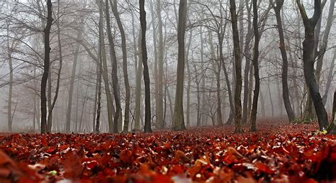 Nature Autumn Forest Fog Foliage Hd Wallpaper Pxfuel