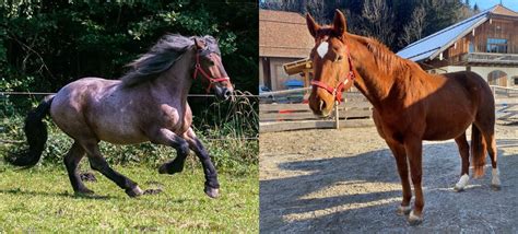 Abschied Von Charlotte Und Merlin Gut Aiderbichl