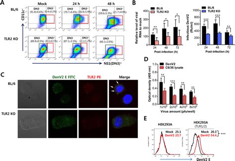 Tlr2 Molecule Facilitates Infection Of Denv In Dcs A Infection