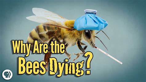 Why Are The Bees Dying Youtube