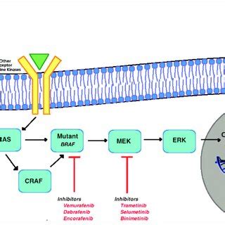 Mitogen-Activated Protein Kinase Pathway: Molecular Targets of Therapy ... 