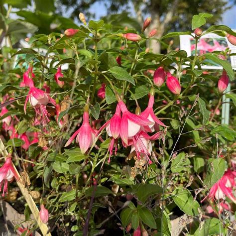 Fuchsia Lady Thumb Plante Vivace Le Chatel Des Vivaces