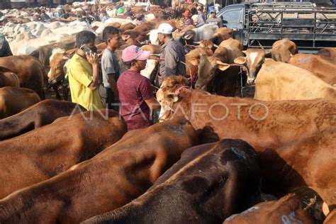 Pasar Hewan Jonggol Jelang Idul Adha ANTARA Foto