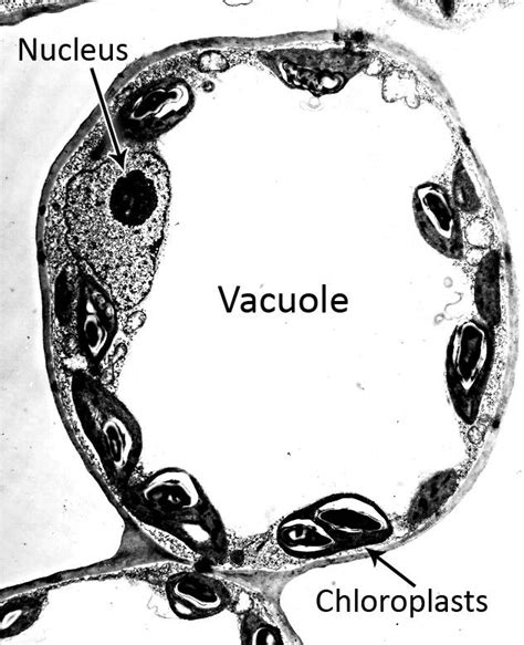 Cell Biology Nucleus