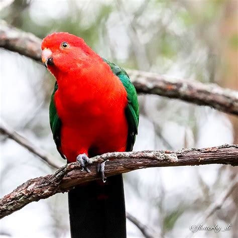 Alisterus Scapularis Australian King Parrot Dimorphic Bird The Male