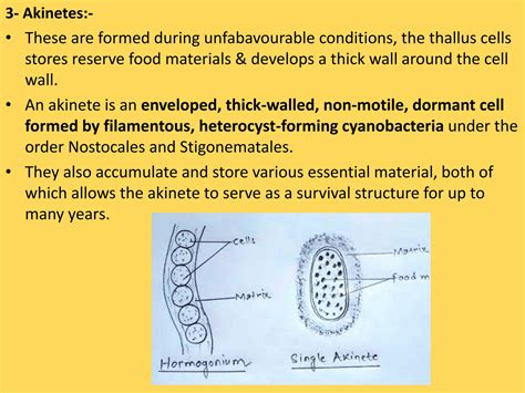 SOLUTION: Bsc i bacillariophyta character structure - Studypool