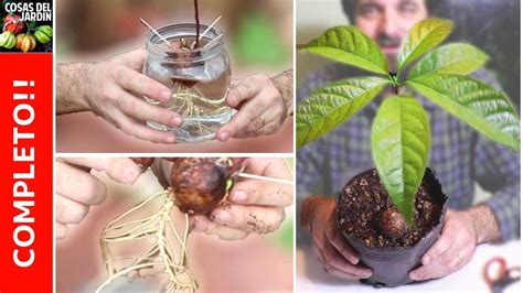 Cómo plantar un aguacate en casa paso a paso Pregúntale a Mari Tu