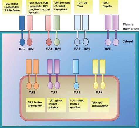 Cellular Distribution Of Toll Like Receptors TLRs TLRs 1 2 4 5