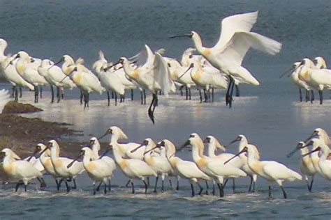 2019黑琵全球普查 破4000隻創新紀錄 黑面琵鷺 野鳥學會 基因 大紀元