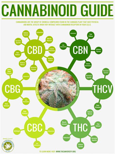 Understanding Cannabinoids Potent