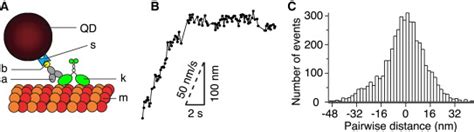 Kinesin 8 Motors Act Cooperatively To Mediate Length Dependent