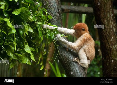 Infant Proboscis Monkey (Nasalis larvatus) in Singapore Zoo, Singapore ...