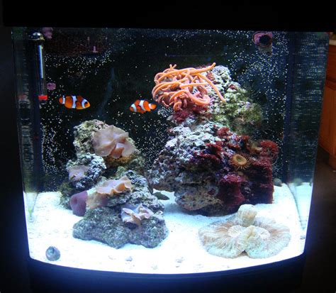 Gallon Nanocube Tank Shots Nano Reef Community