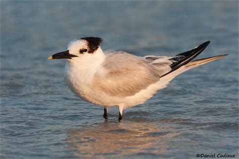 Sandwich Tern