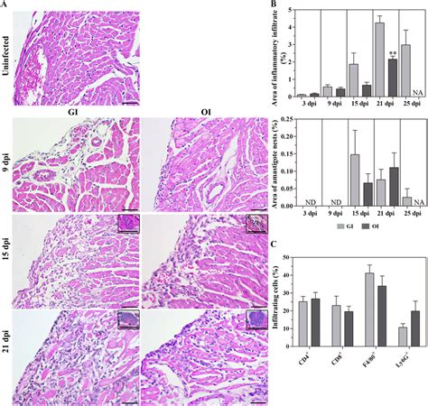 Hearts Of Gi Infected Mice Are More Inflamed Than The Oi Infected