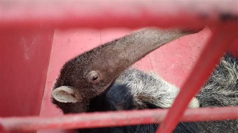 Filhote De Tamandu Bandeira Resgatado Em Fazenda Na Zona Rural De