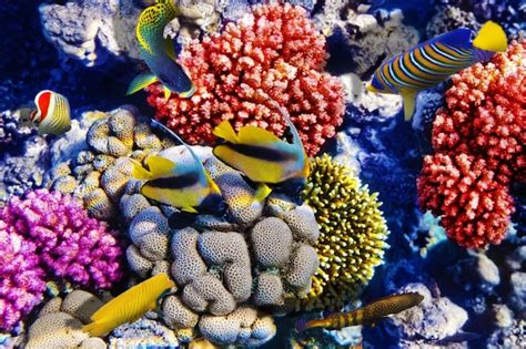 Premium Photo Coral And Fish In The Red Sea Egypt Africa