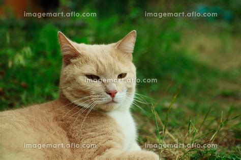 Red Cat Lies On The Grass