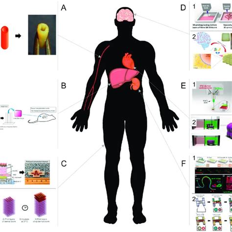 D Bioprinted Scaffold For Tissue Vascularization A Or Vascularized