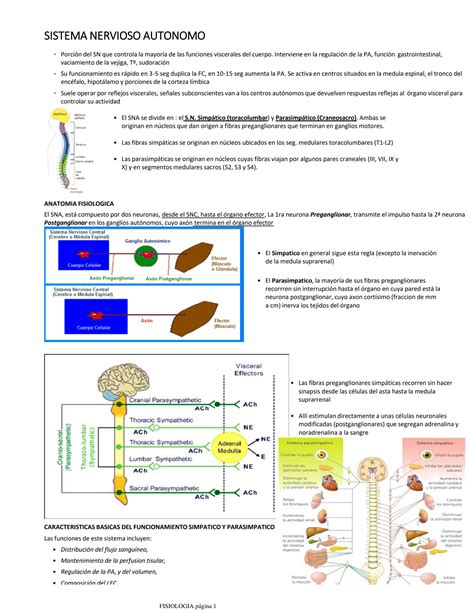 Solution Sistema Nervioso Autonomo Studypool