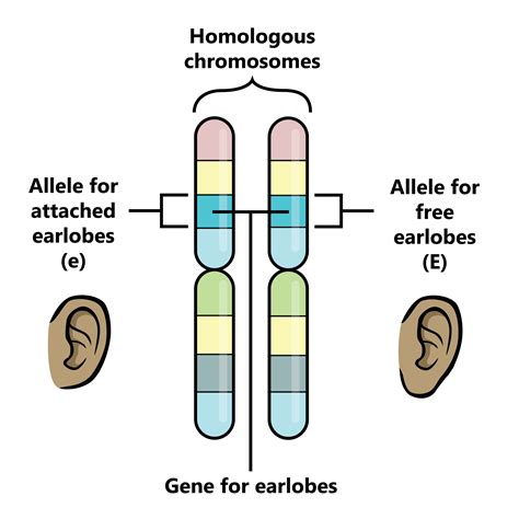 Genetics The Partnership In Education