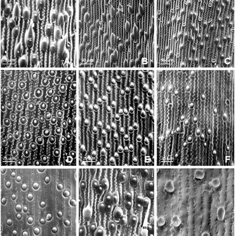 Fotomicrografías MEB de la epidermis de la lemma en especies de