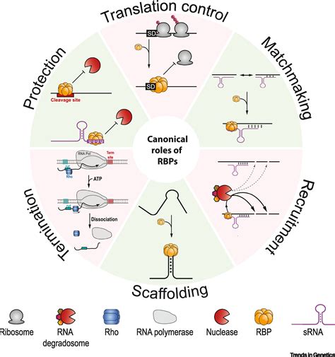 Keeping Up With Rna Based Regulation In Bacteria New Roles For Rna