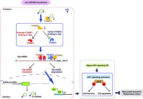 Schematic For Our Proposed Mechanism Of Circ ZNF609 In Regulating Heart