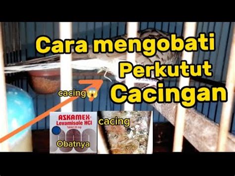 Cara Mengobati Perkutut Cacingan Youtube