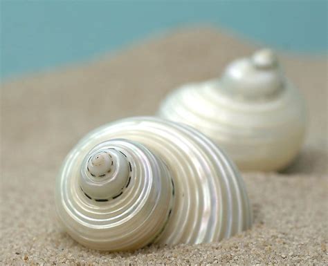 Pearly Shells When Are Two Shells Better Than One Brent Wilson