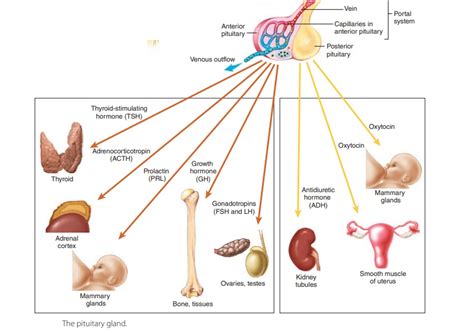 Types Of Pituitary Gland And Their Function - Infoupdate.org