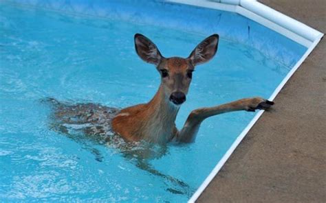 There Are Animals In The Swimming Pool 18 Pics Animals Funny