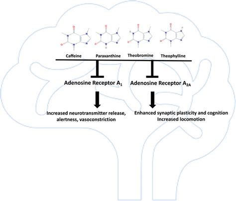 Impact Of Antagonism Of Neuronal Adenosine A1 And A2a Receptors By Download Scientific Diagram