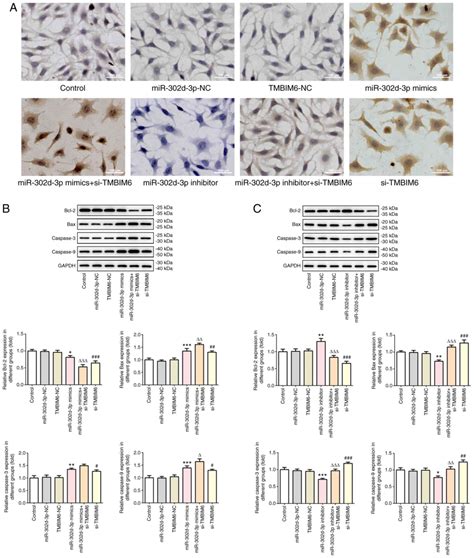 Mir‑302d‑3p Regulates The Viability Migration And Apoptosis Of Breast